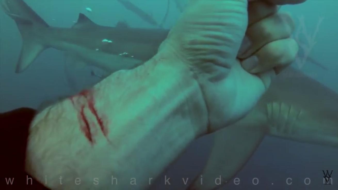 man cuts wrist sharks video