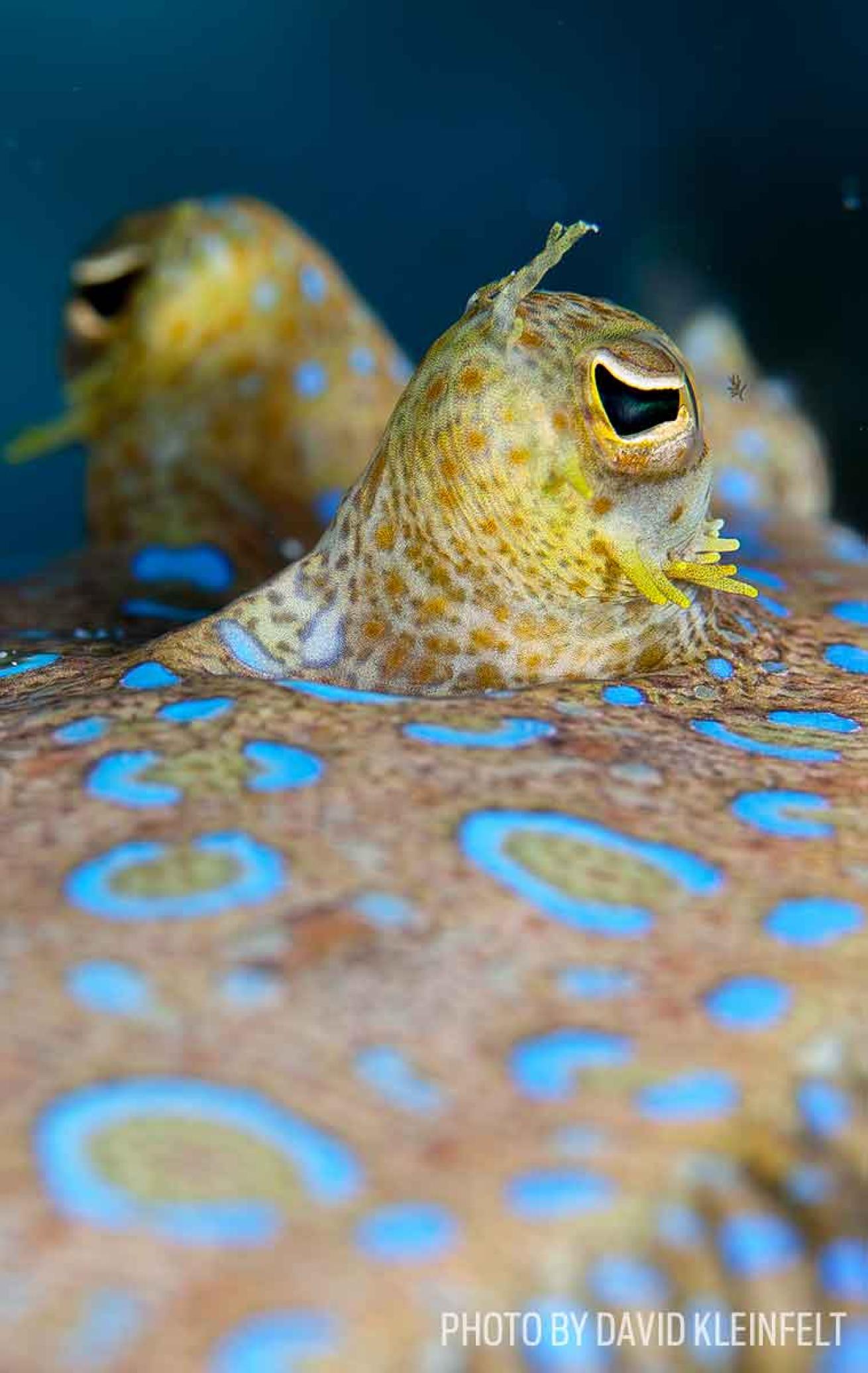 peacock flounder underwater