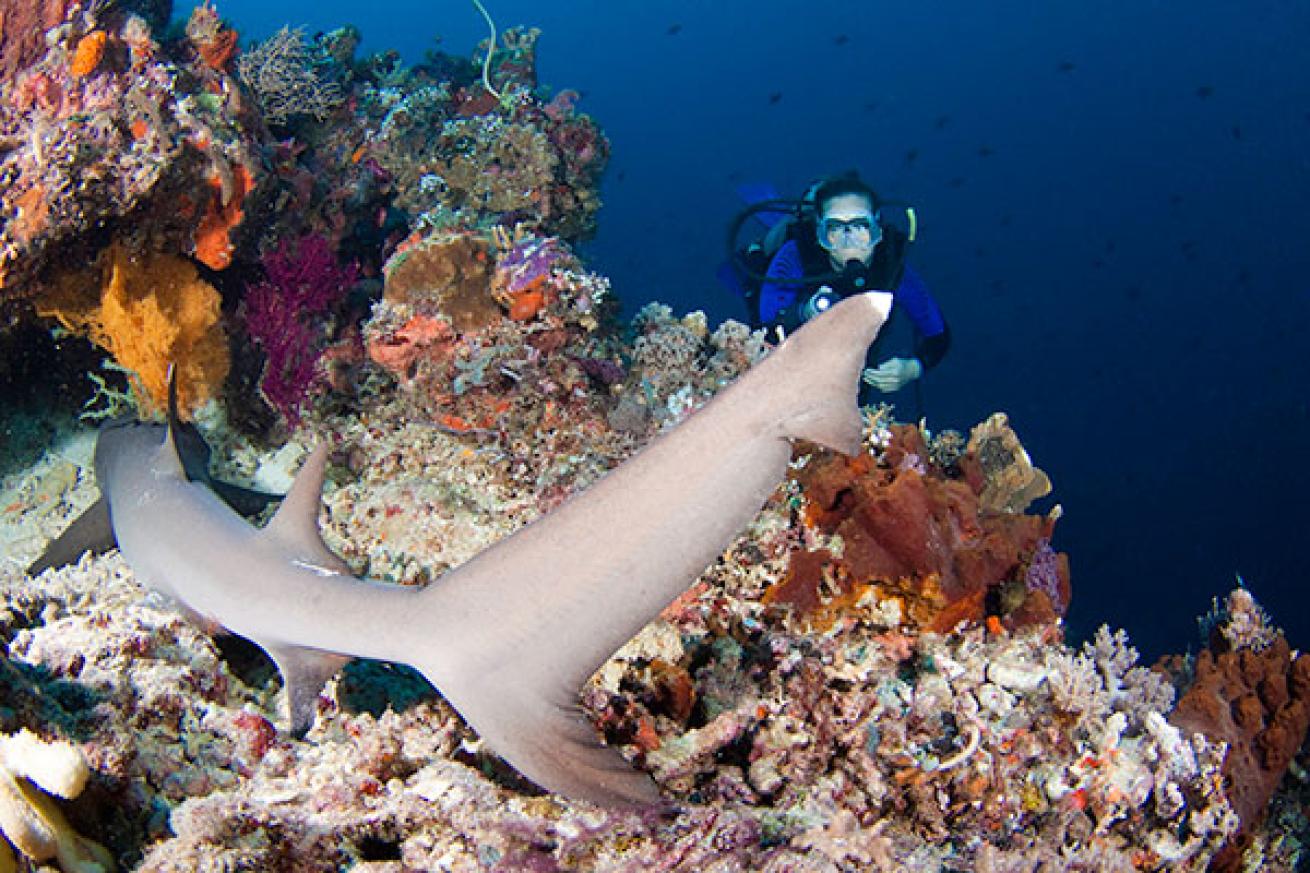 scuba diving philippines sharks