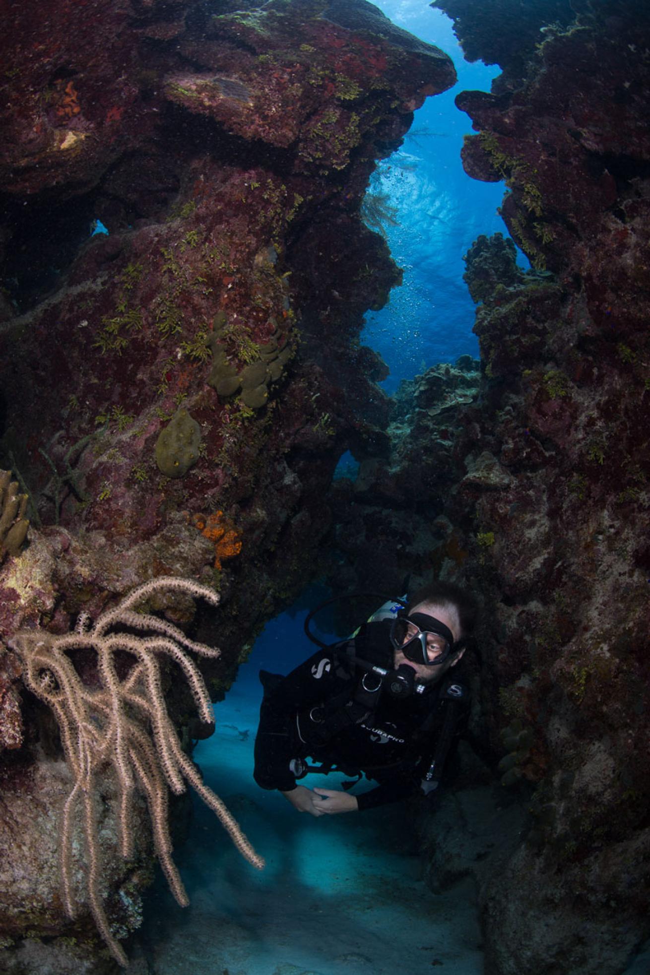 little cayman diver