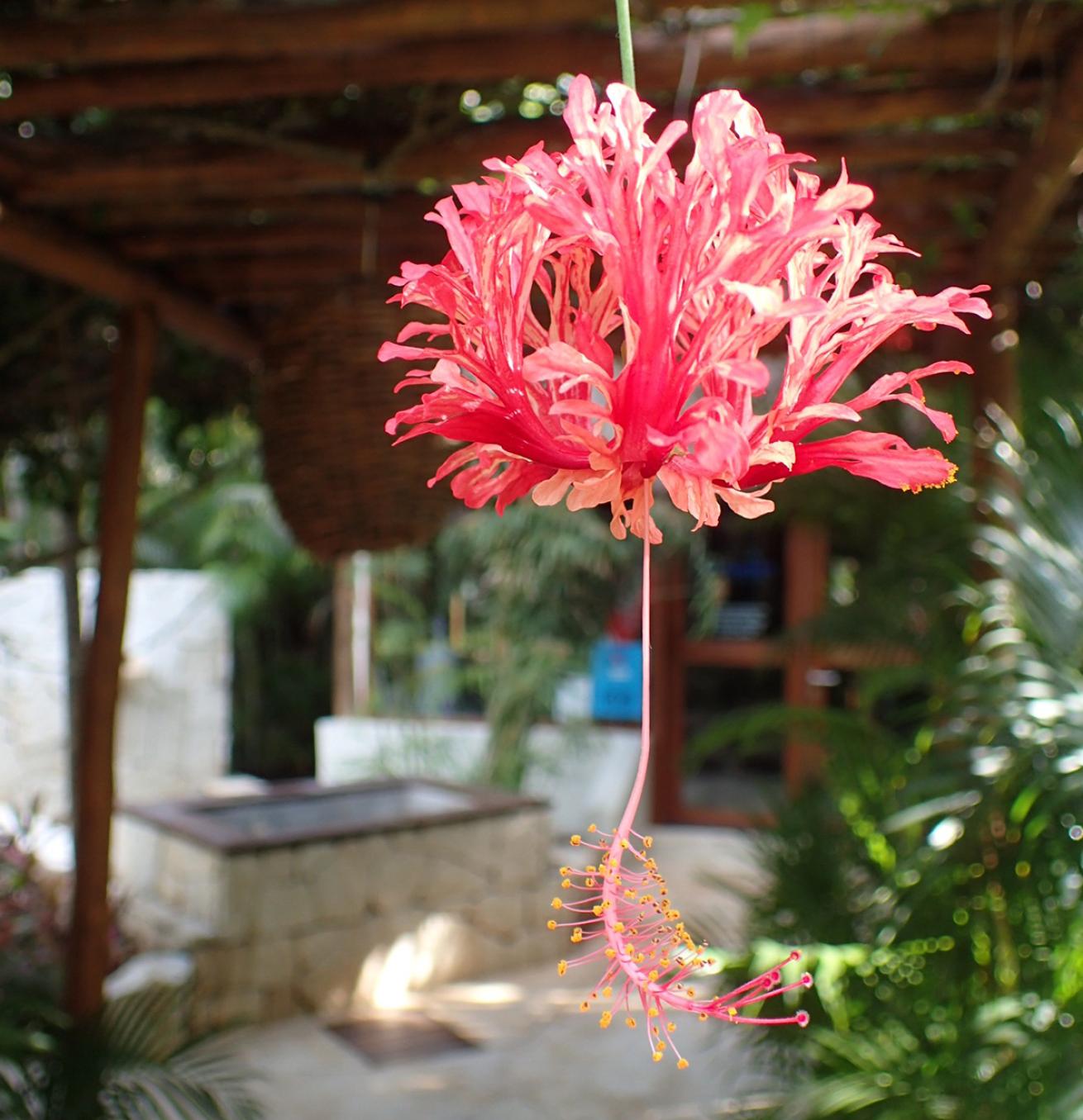 Mahekal Beach Resort