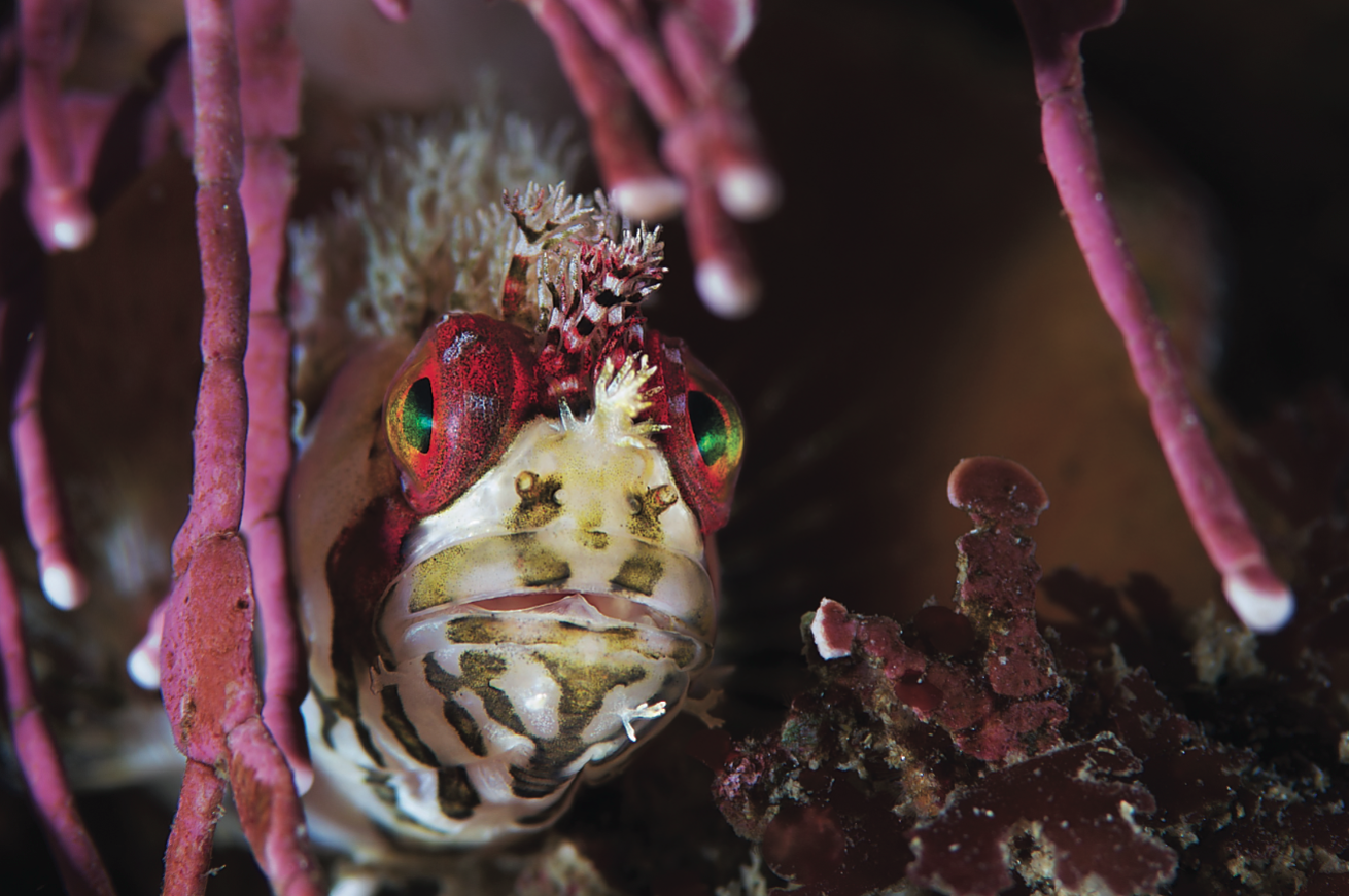 scuba diving monterey california