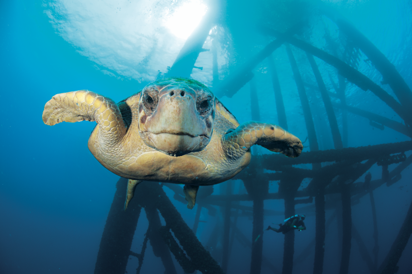 scuba diving texas