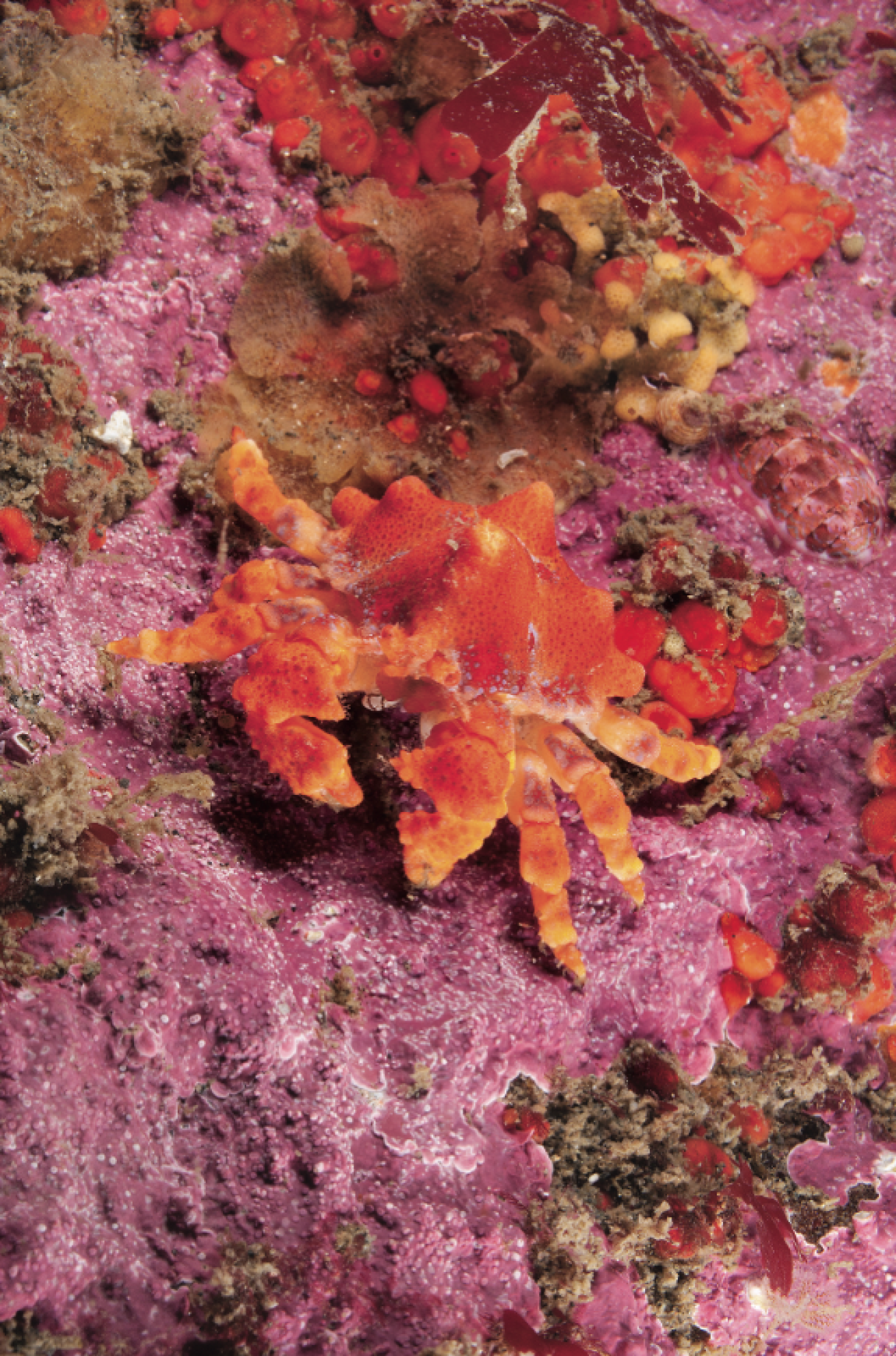 scuba diving washington