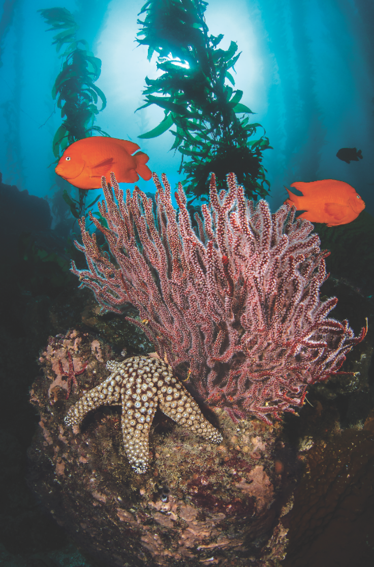scuba diving catalina island california