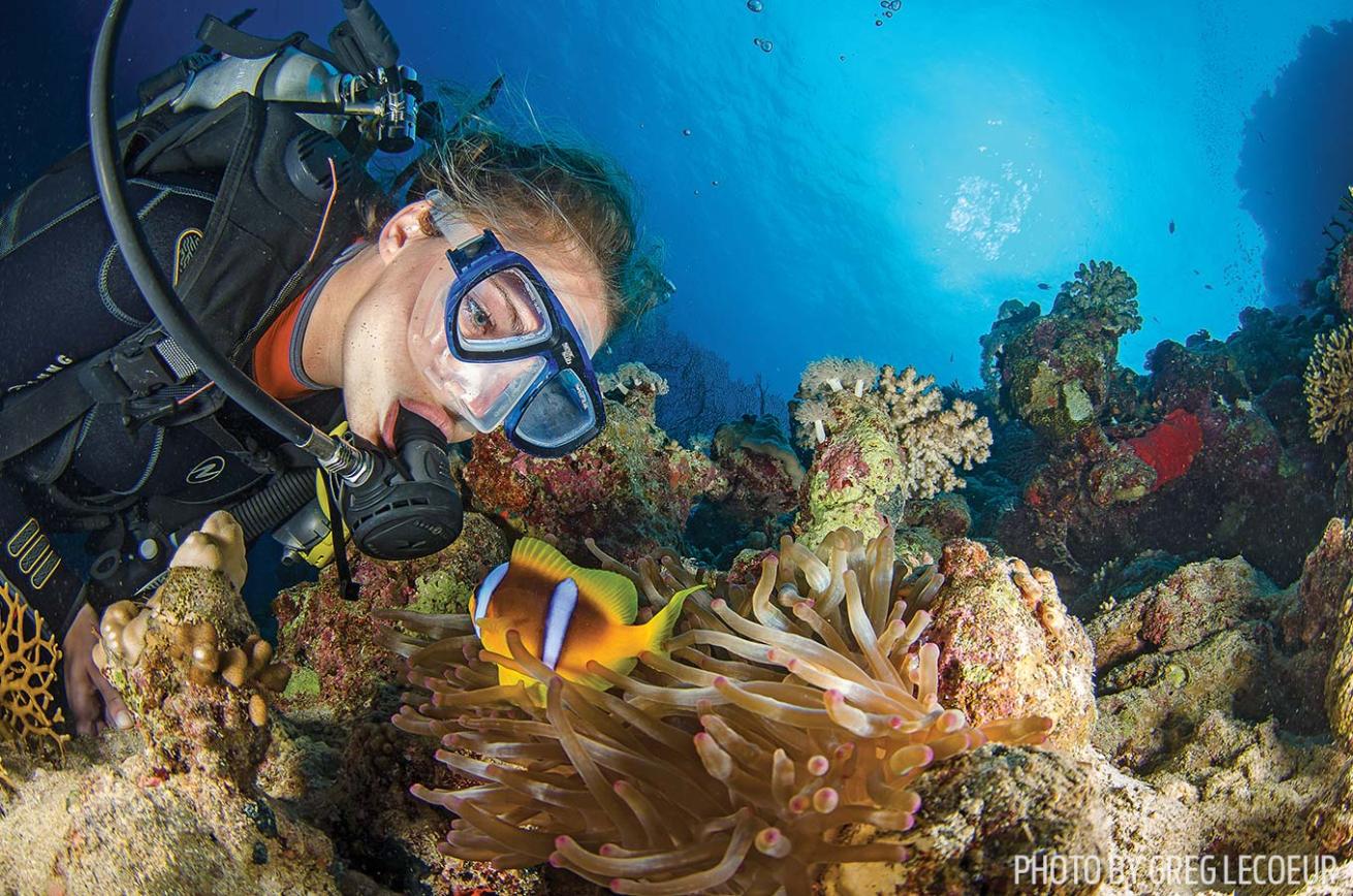 diver anemonefish photography