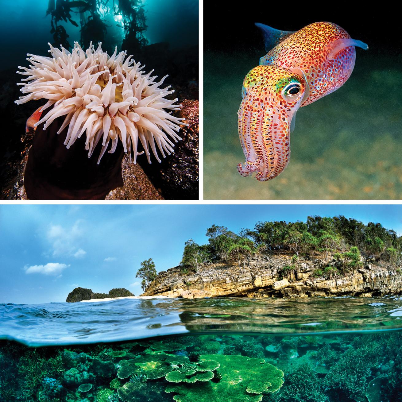 underwater photography
