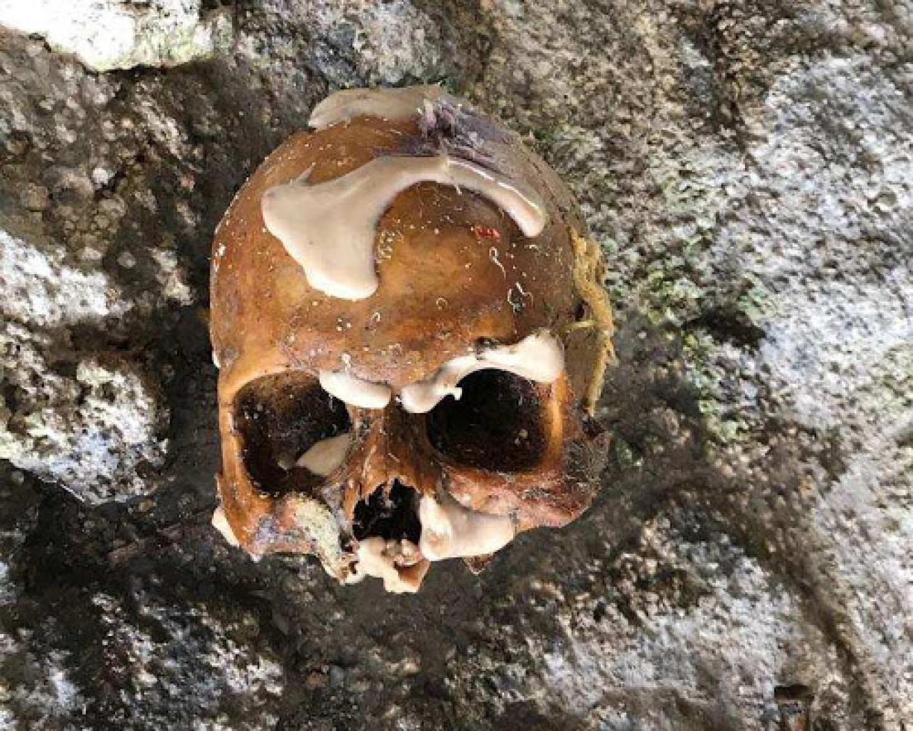 divers find skull florida