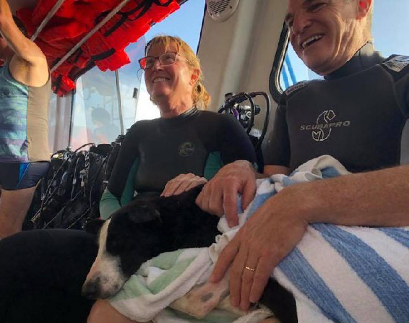 dog rescued ocean