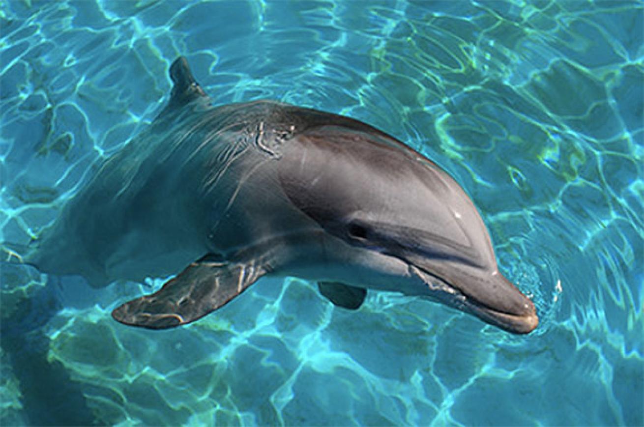 dolphin in the study