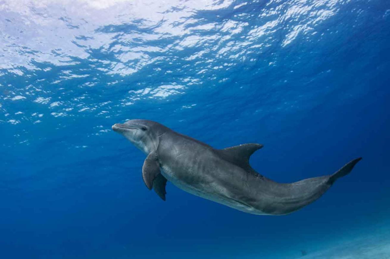 dolphin swimming speed