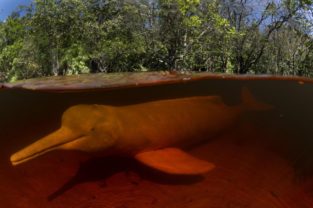 A pink river dolphin in the Amazon river during the National Geographic and Rolex Perpetual Planet Amazon Expedition.