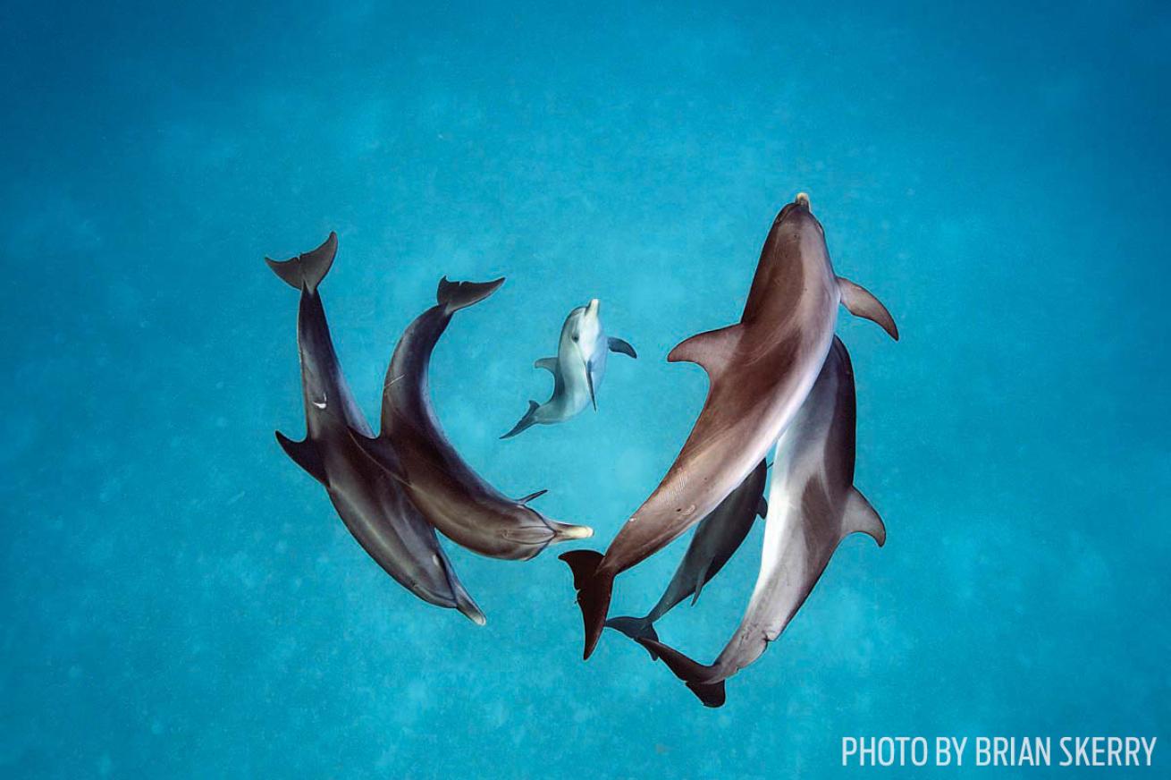 dolphins bahamas