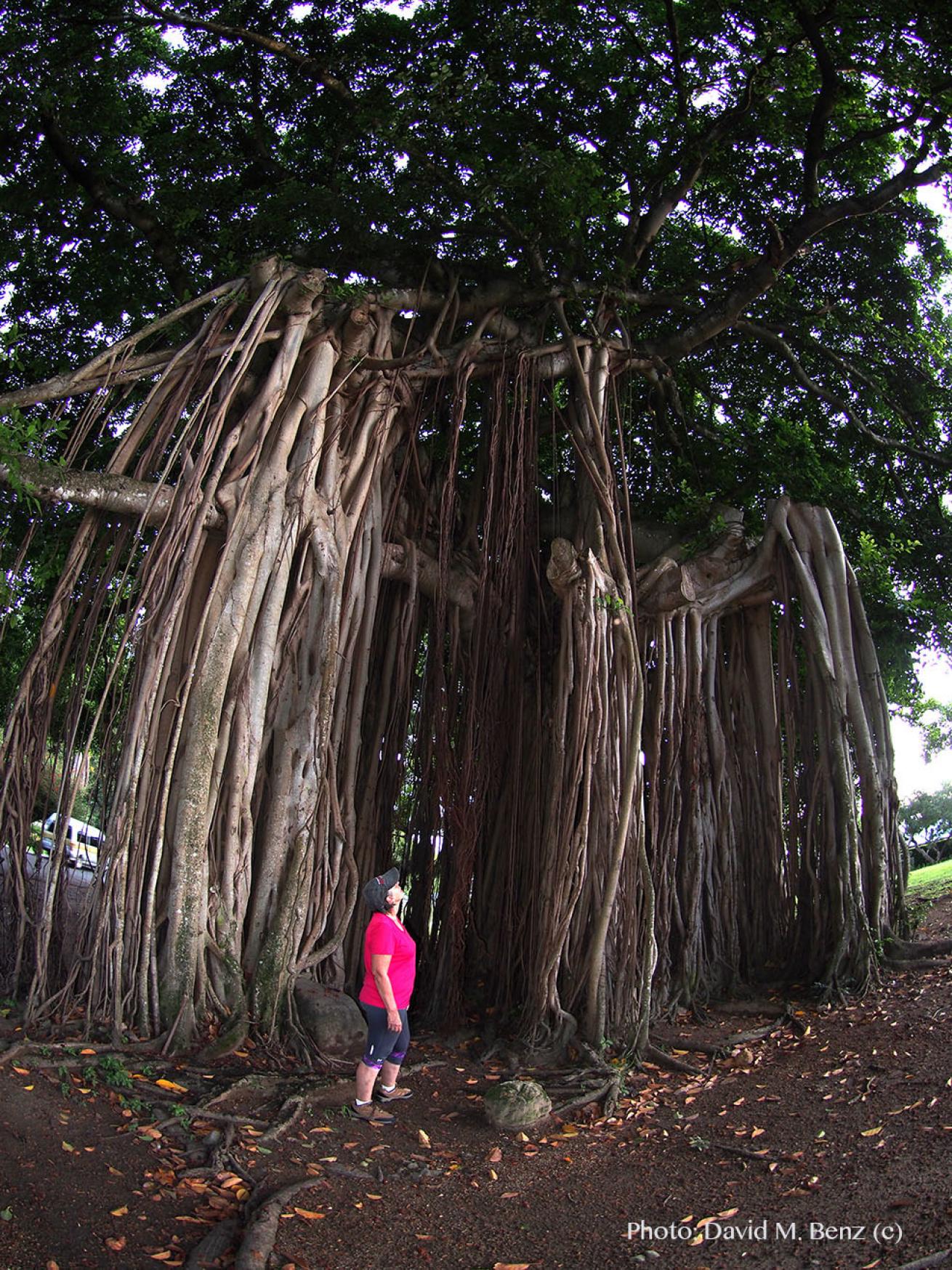Banyan tree