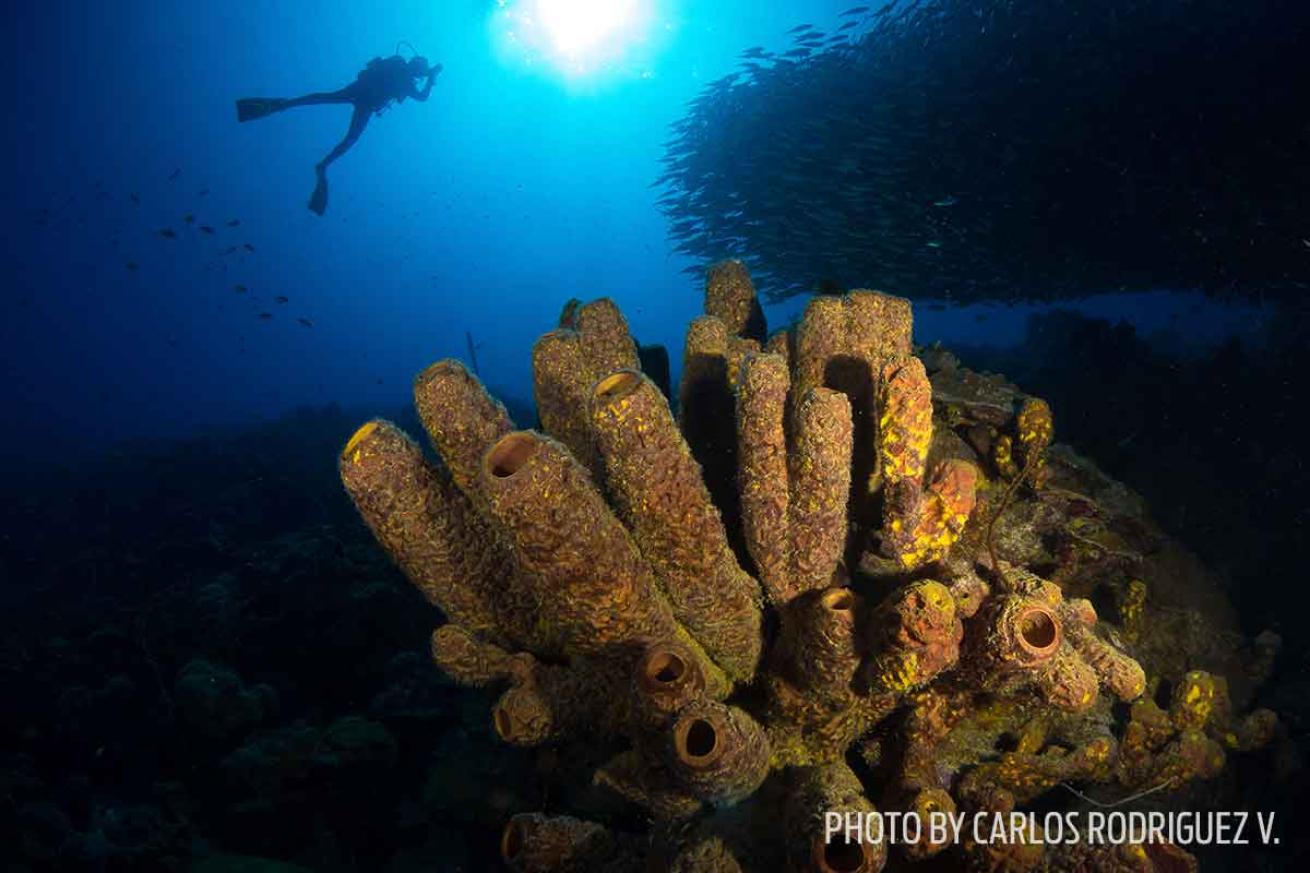 bonaire scuba diving