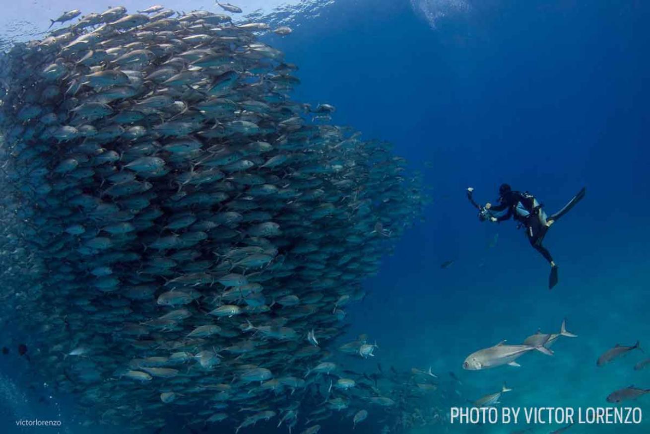 scuba diving cabo pulmo