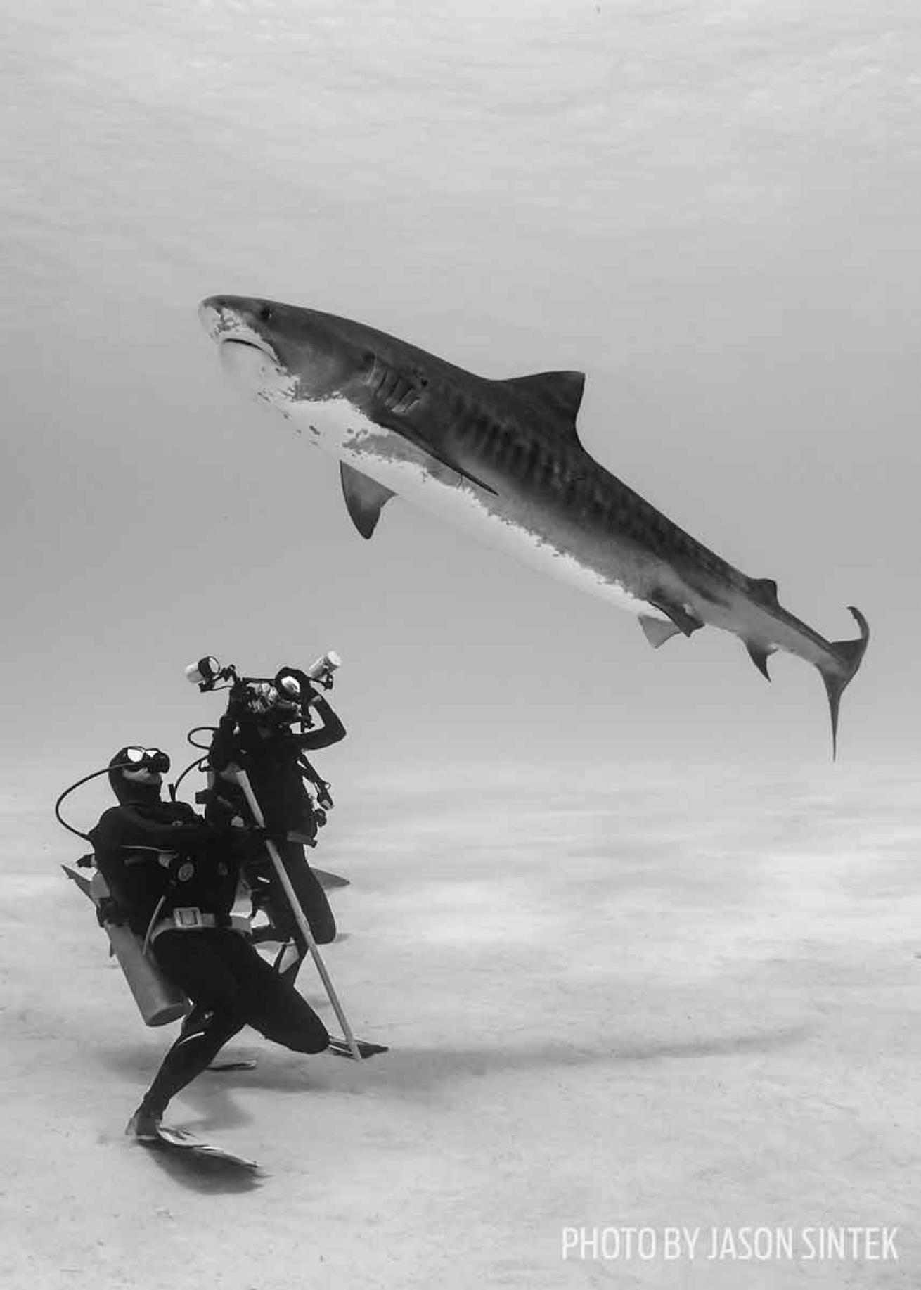 tiger shark scuba diving