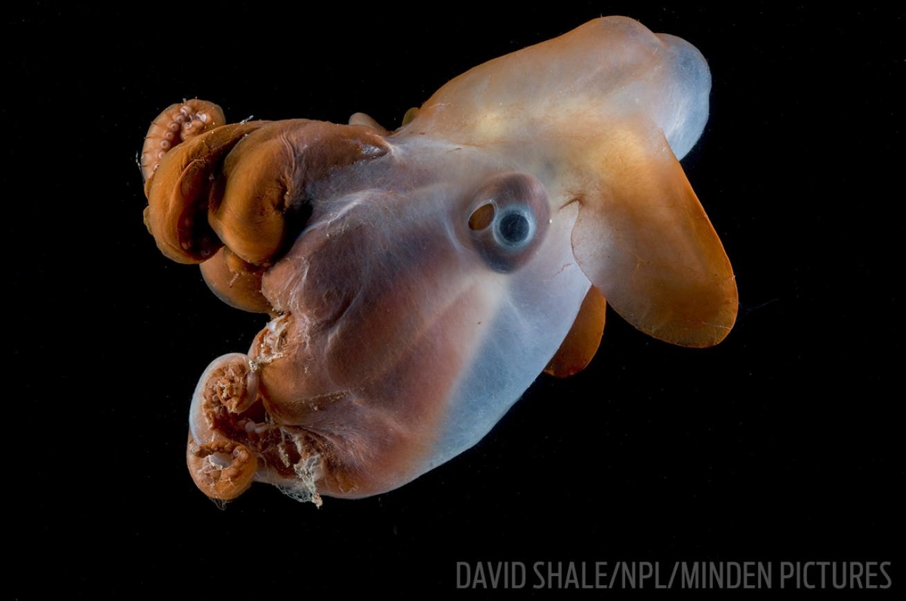 dumbo octopus photo