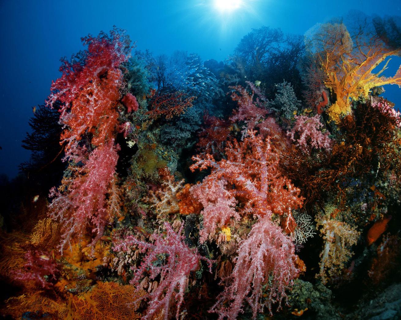 east of eden dive site