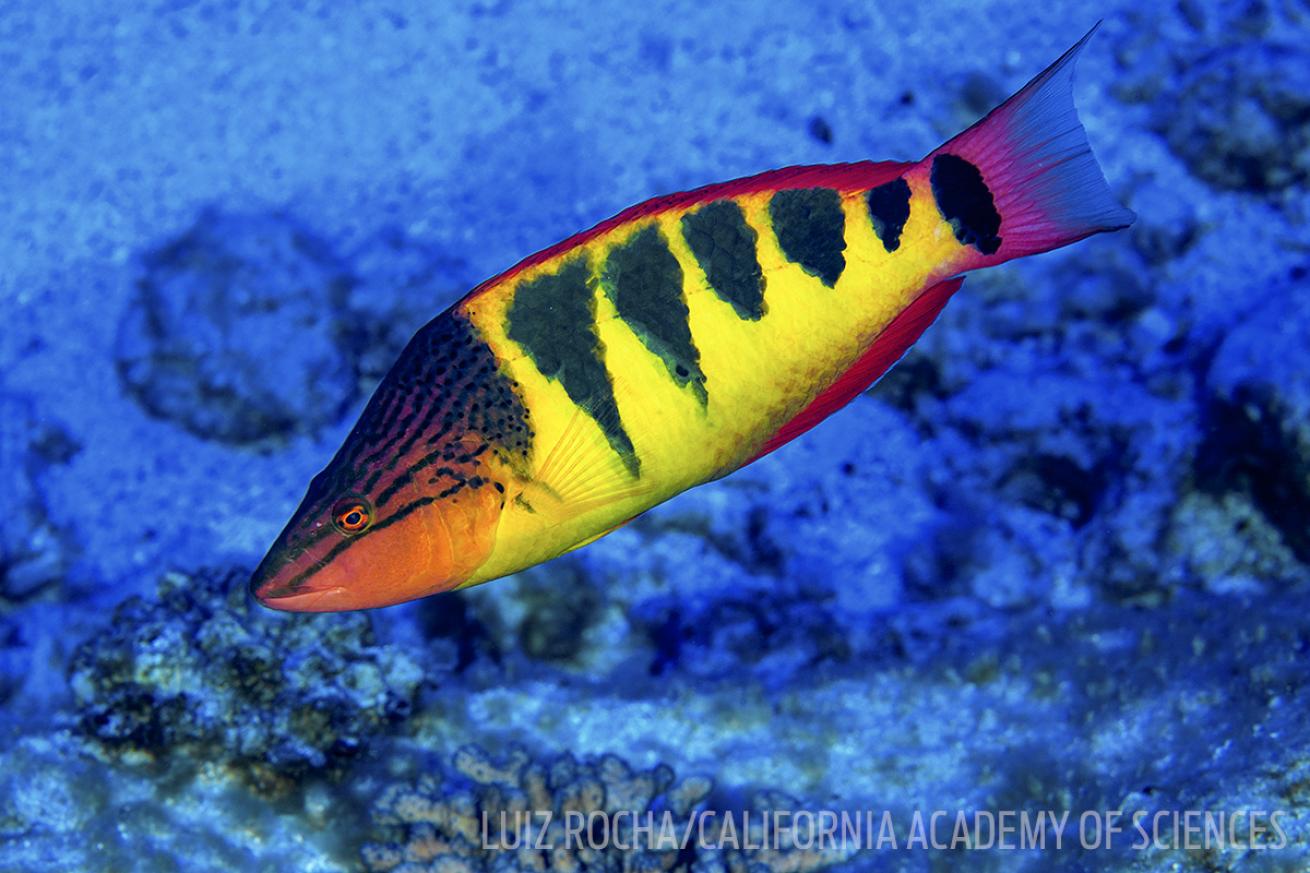 halfbarred wrasse fish