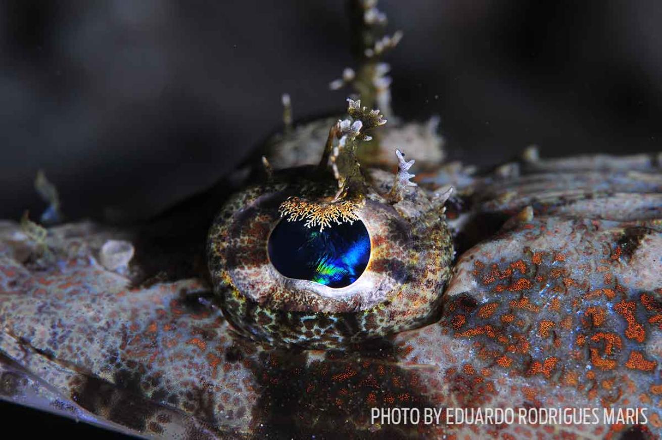 crocodile eye