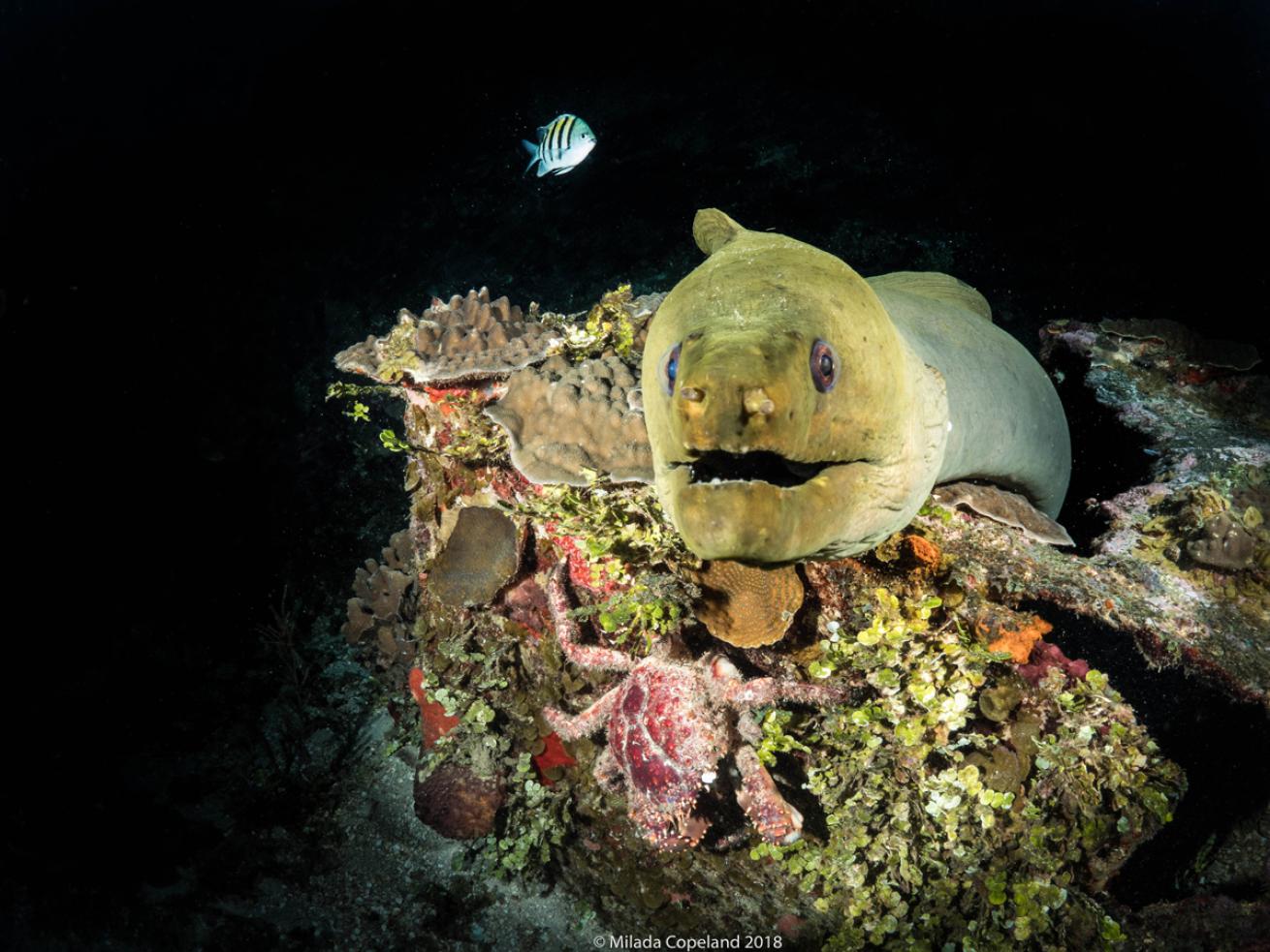 Eel Underwater Roatan