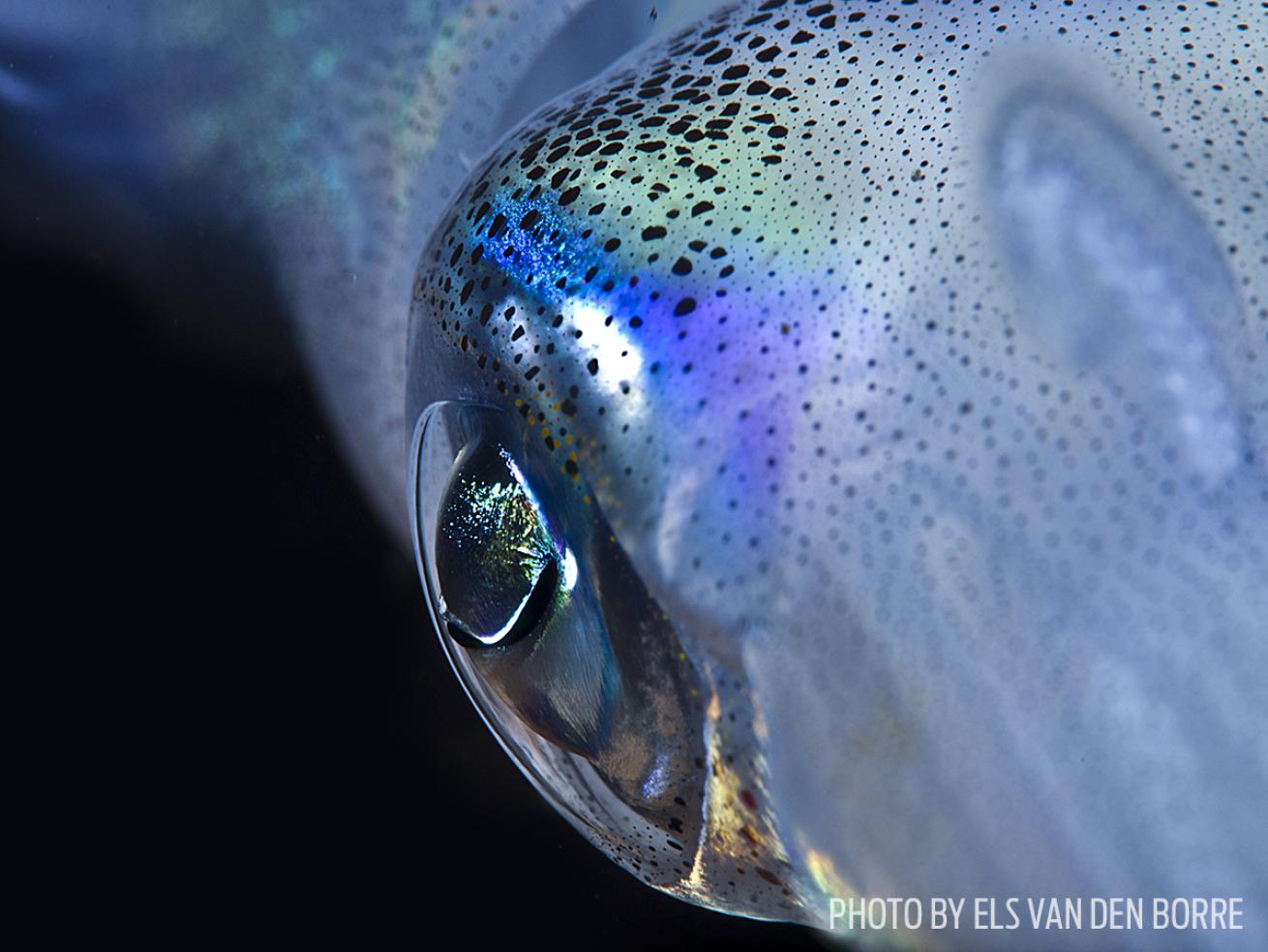 squid eye