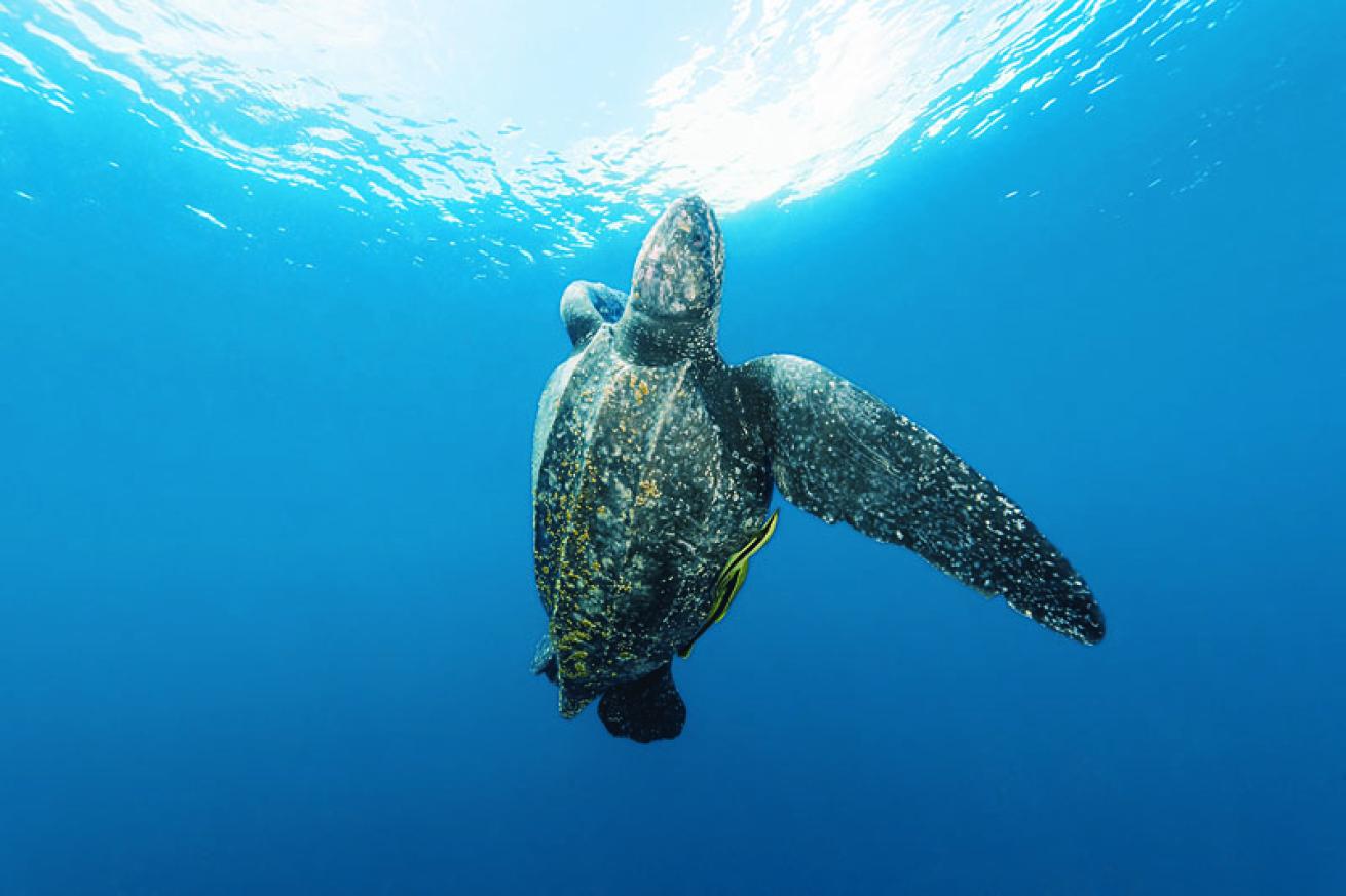 sea turtle facts