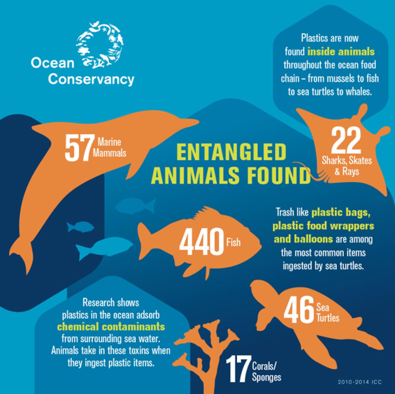 ocean conservancy infographic entangled animals