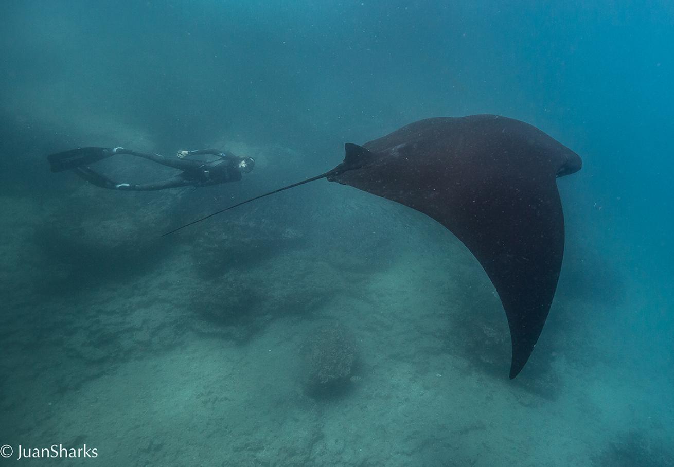 manta ray Galapagos