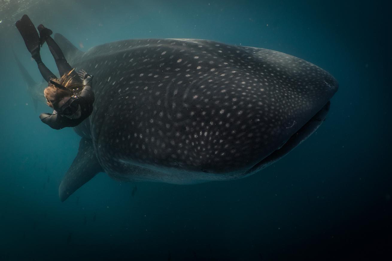 freediving whale sharks galapagos