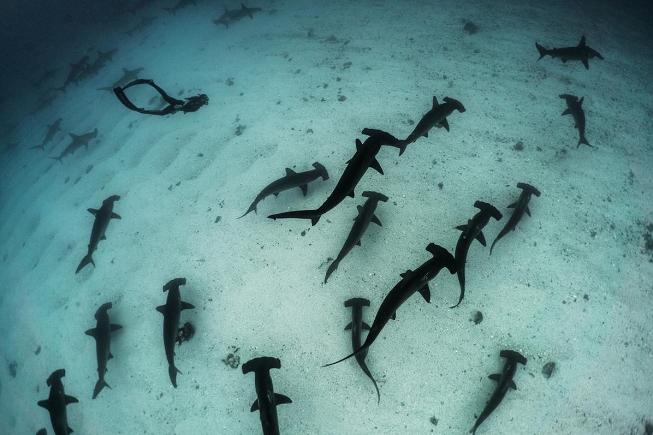 hammerhead sharks galapagos islands