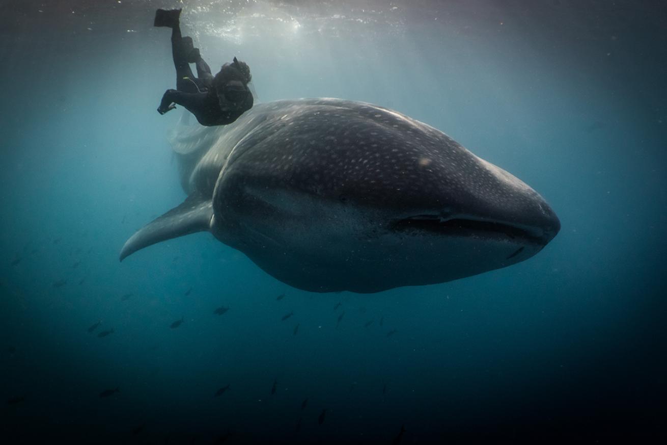 whale shark freedive galapagos islands
