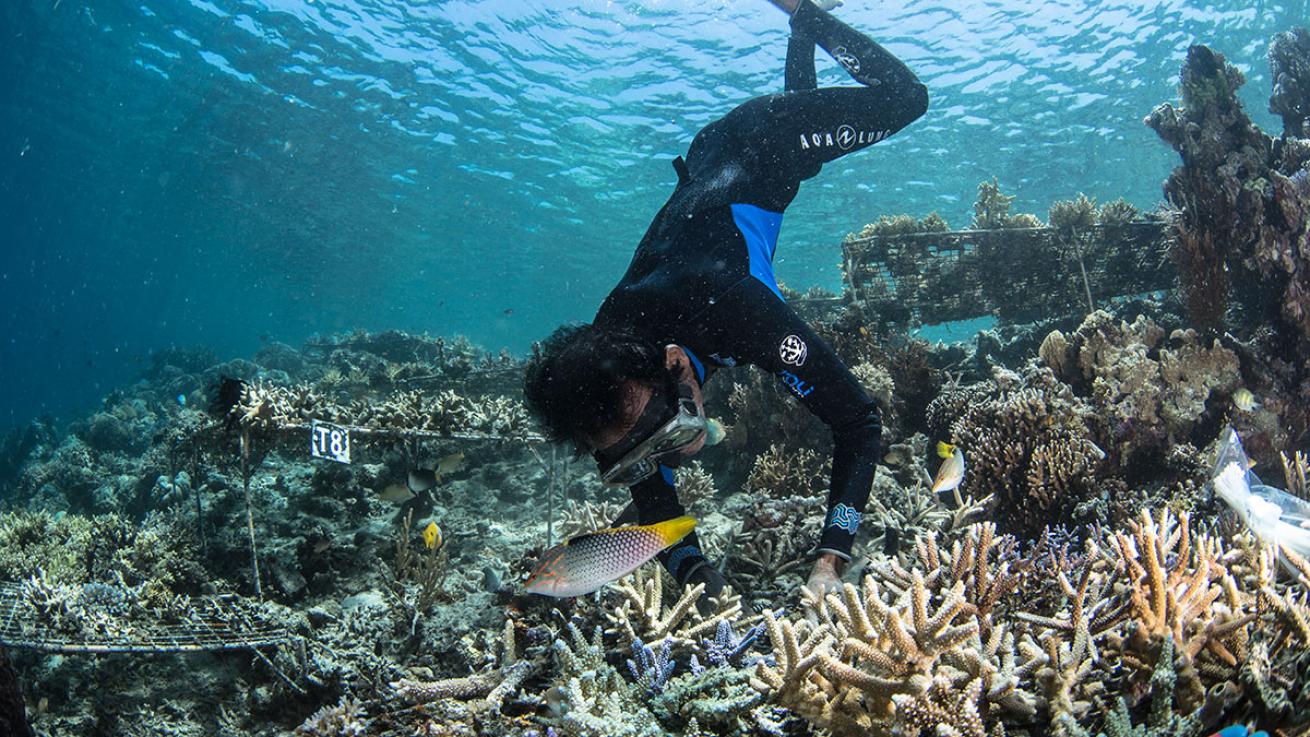 coral restoration indonesia