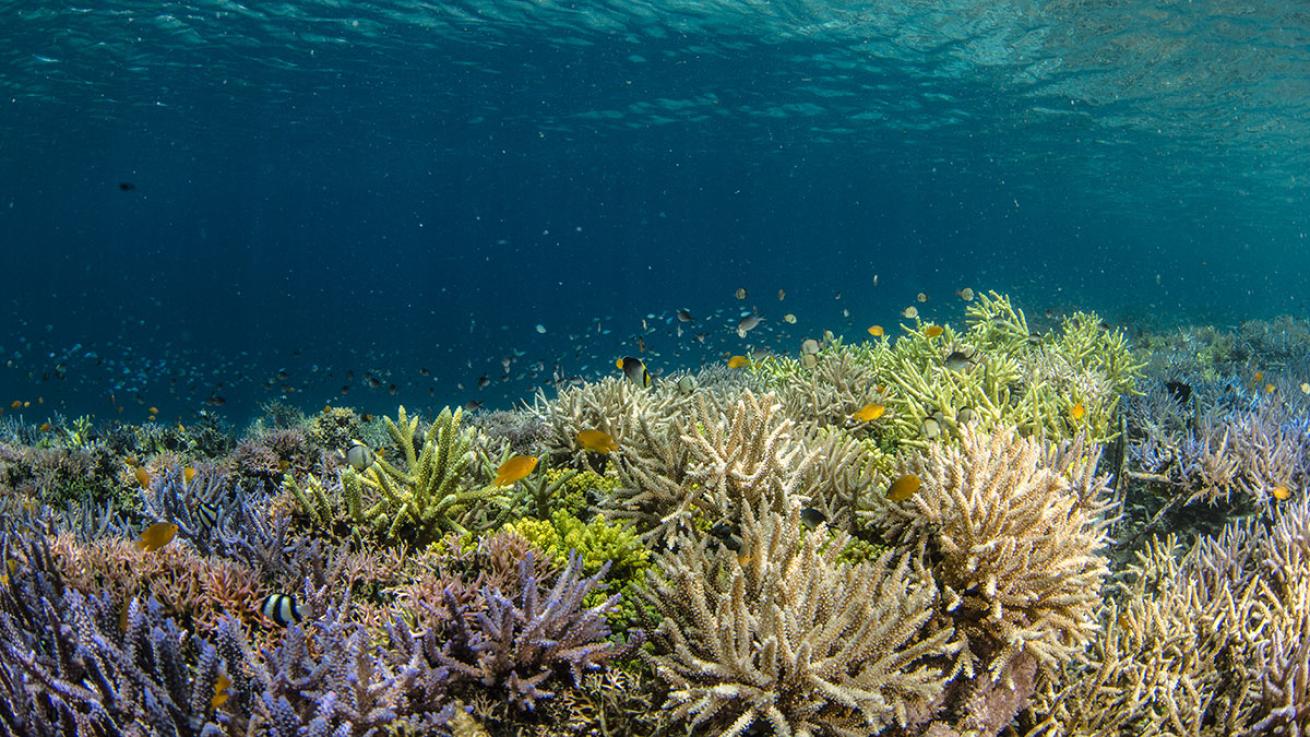 coral restoration indonesia