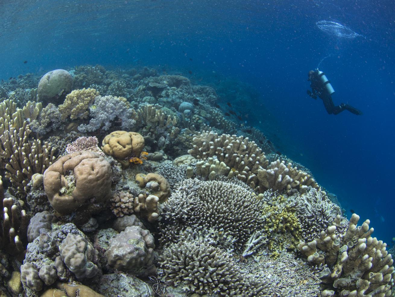 scuba diver coral reef indonesia