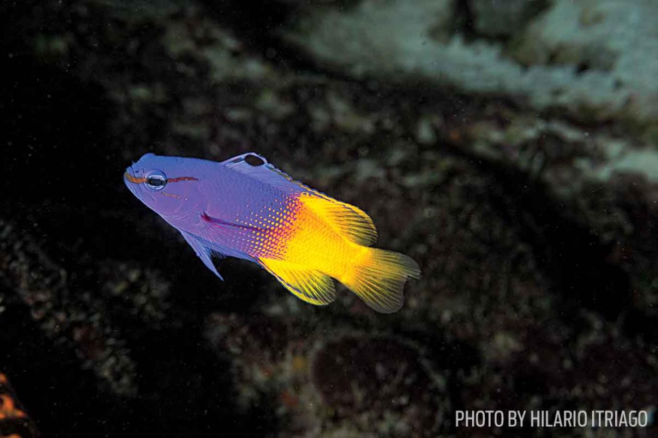 fairy basslet LA laker fish photo