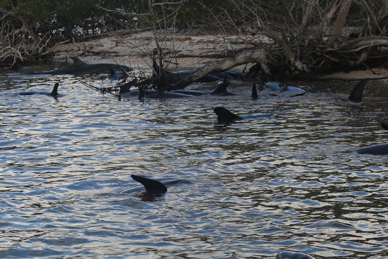 some of the stranded whales