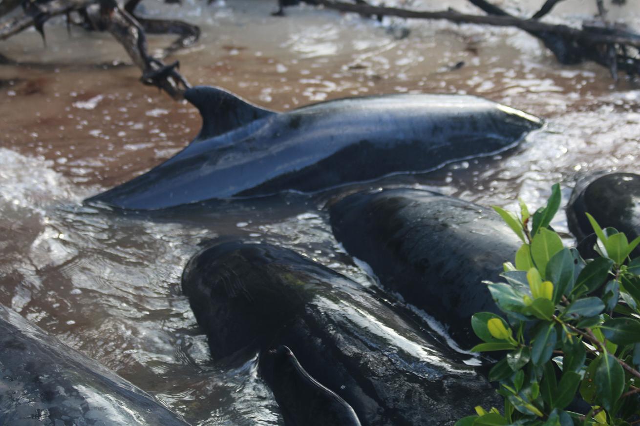 false killer whales