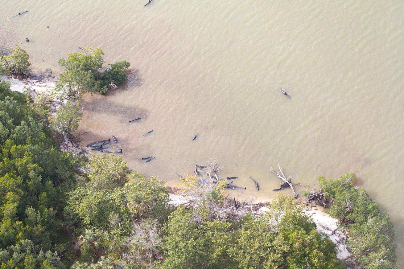 aerial view of the stranded dolphins