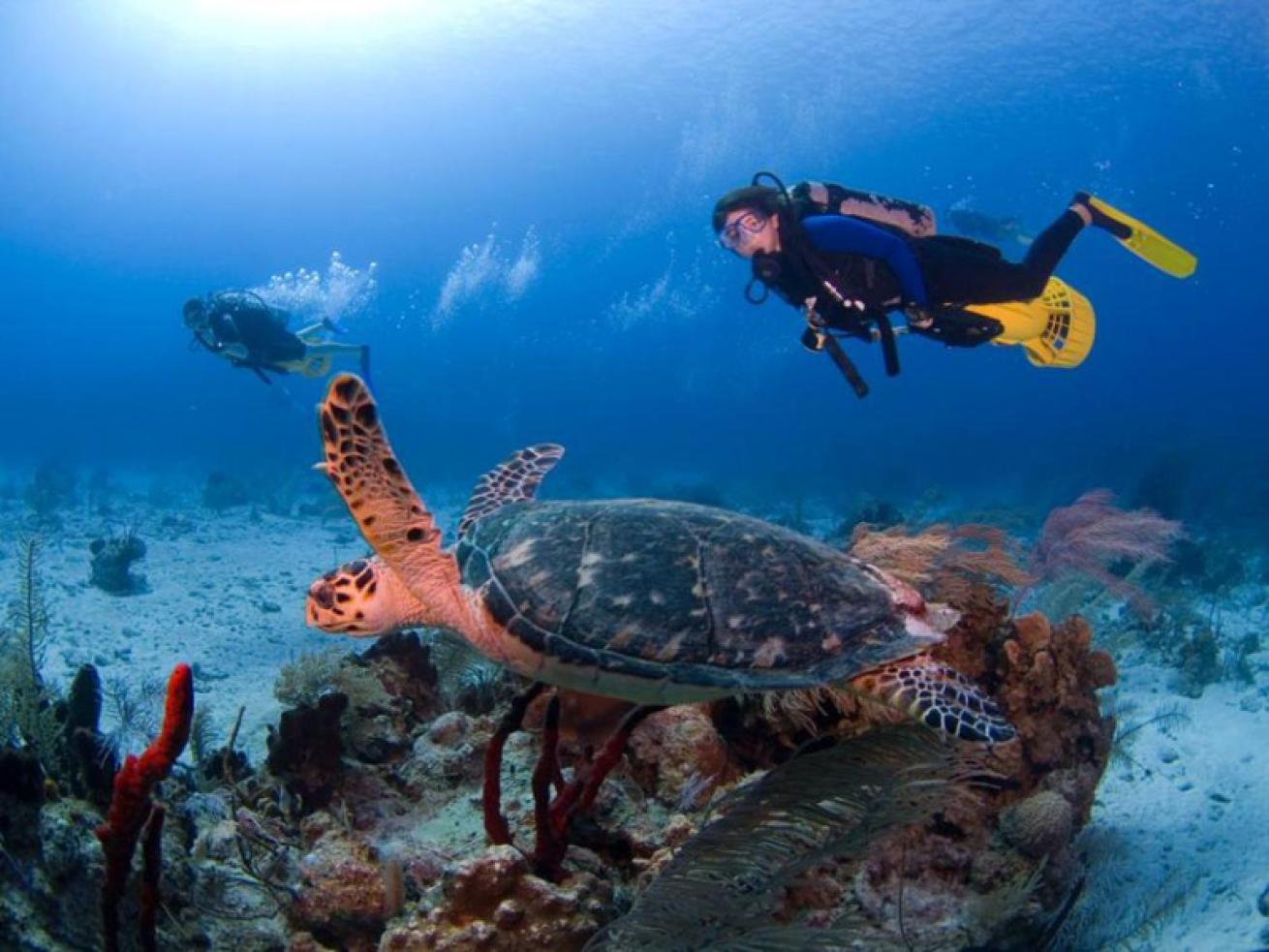 Grand Cayman scuba diving