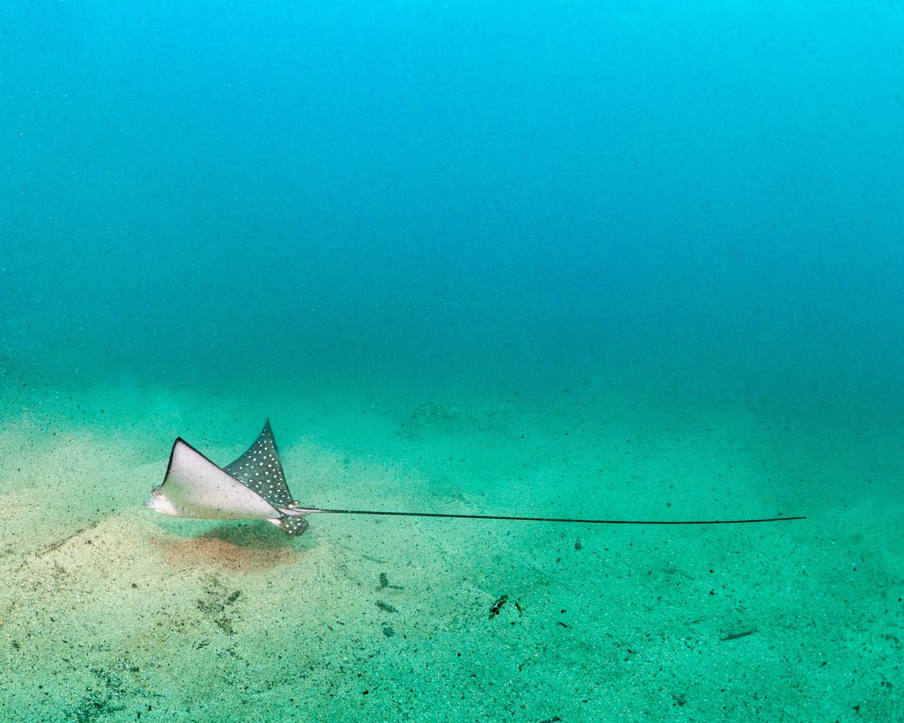 An eagle ray swimming in the ocean.