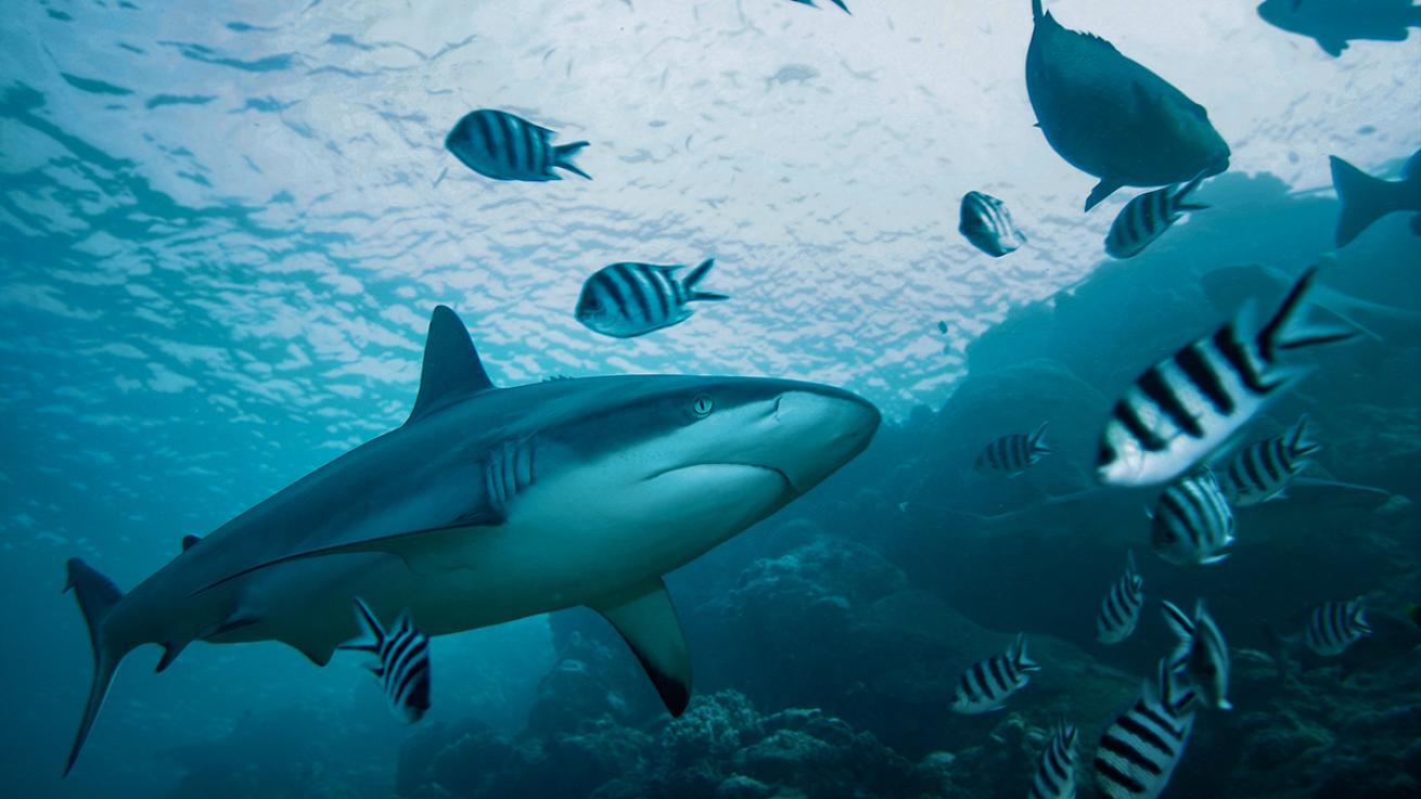 fiji diving