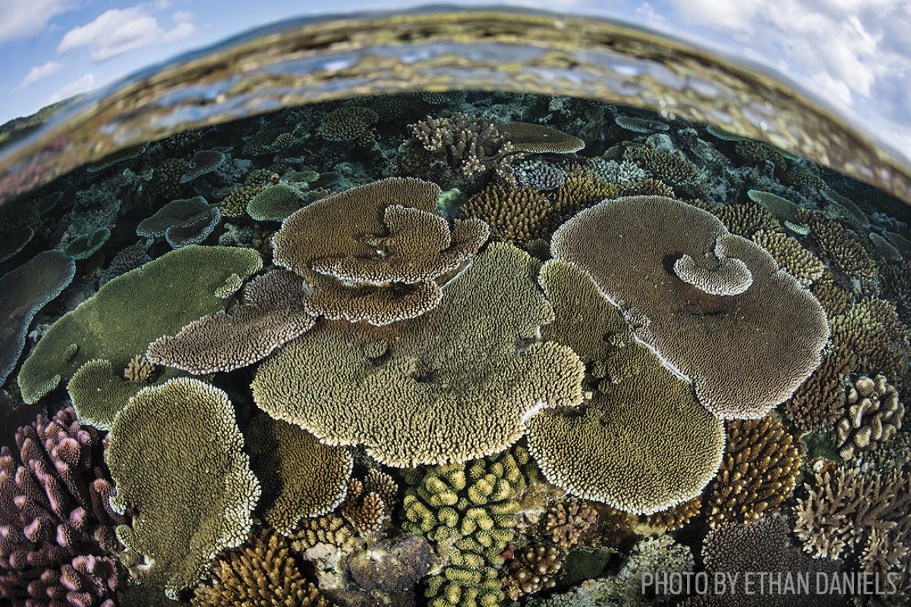 corals fiji