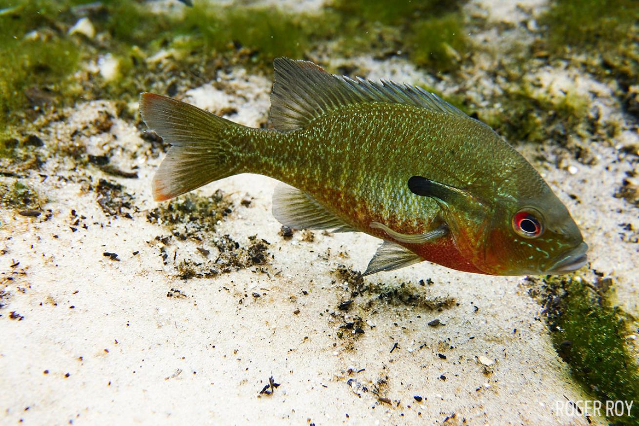 Bluegill freshwater scuba diving Florida SeaLife Cameras