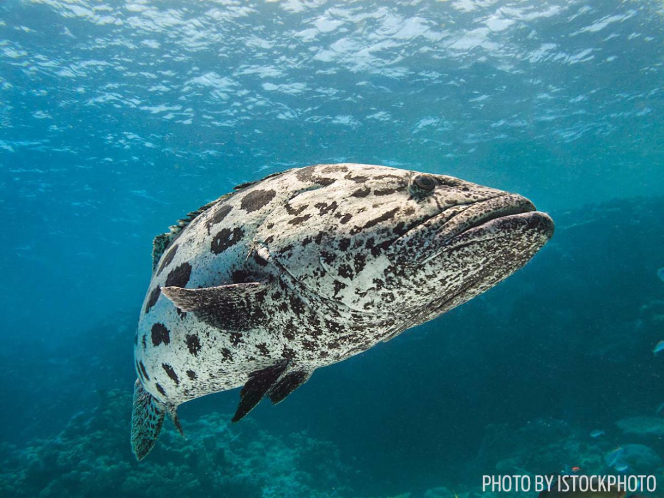 Cod Hole scuba diving australia potato grouper