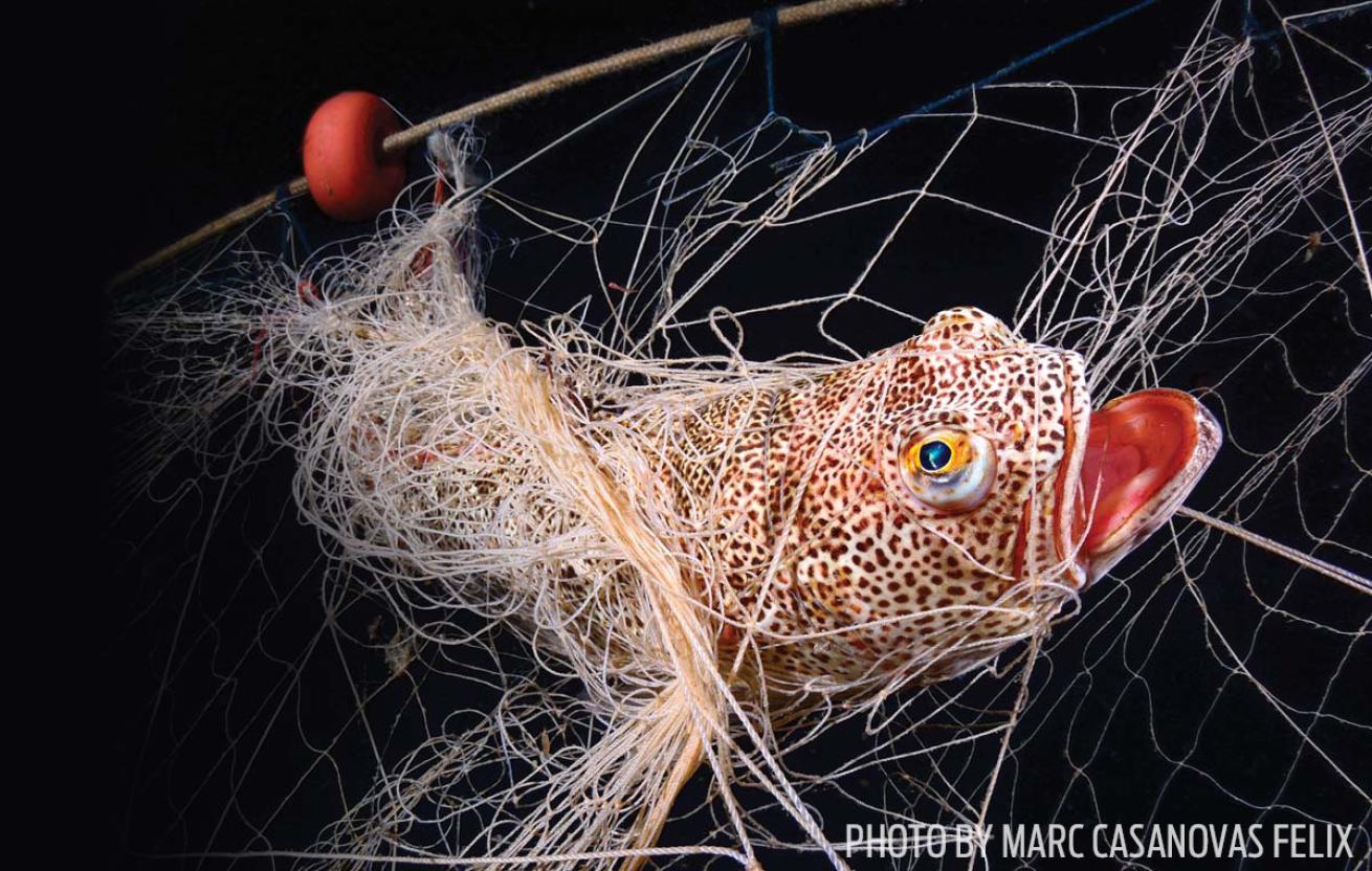 fish caught fishing net