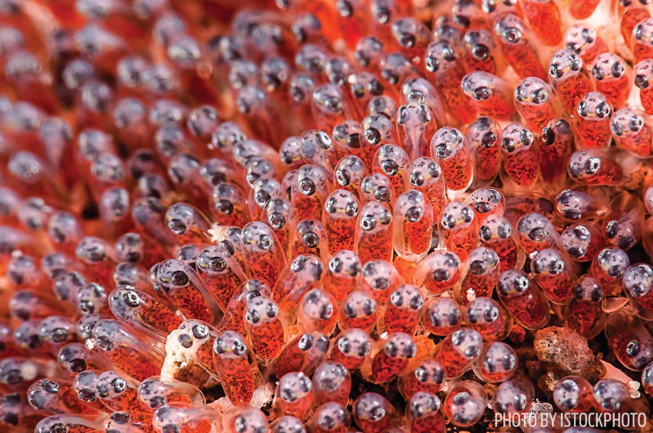 fish eggs photo