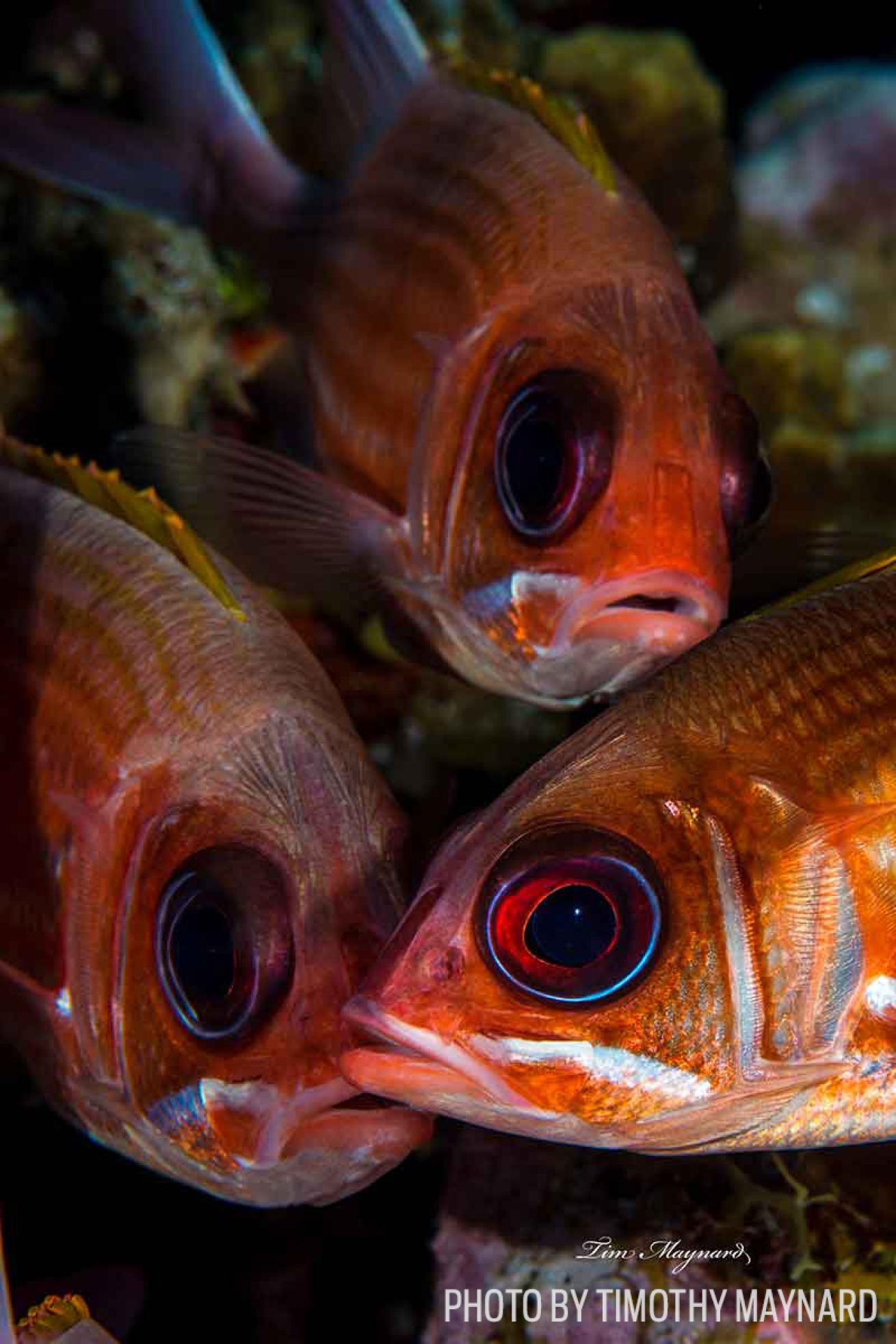 squirrelfish eyes