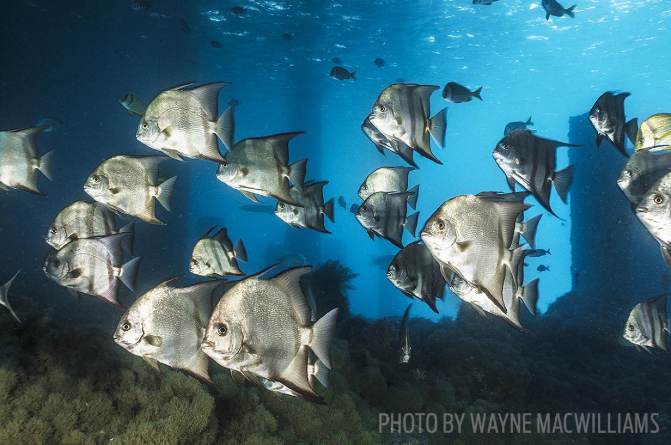 spadefish school florida